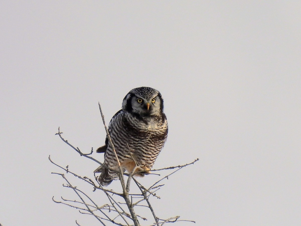 Northern Hawk Owl - ML645717531