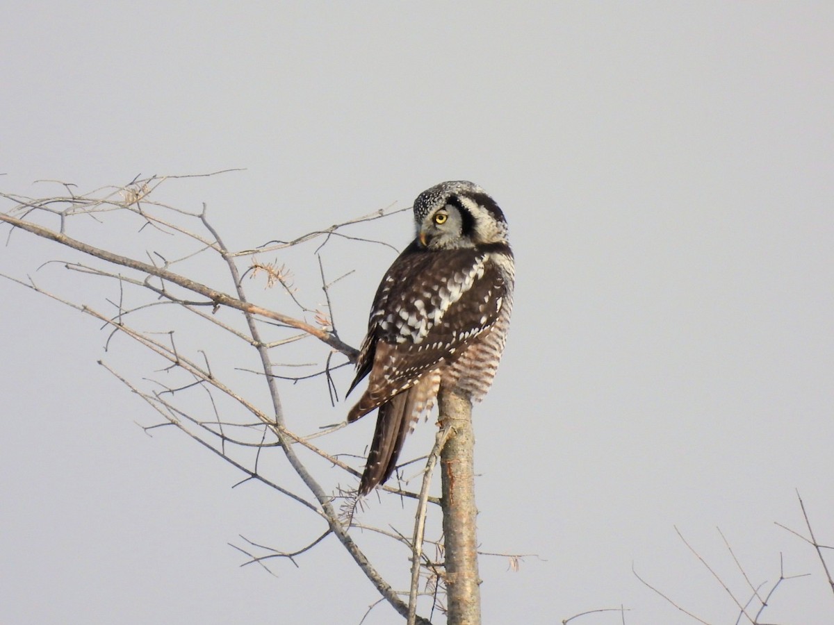 Northern Hawk Owl - ML645717532