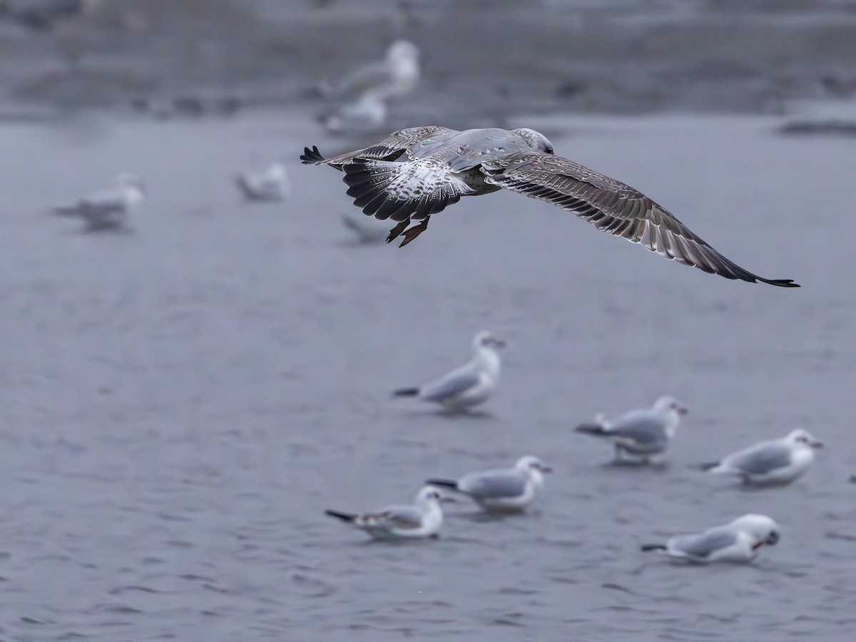 Caspian Gull - ML645717558