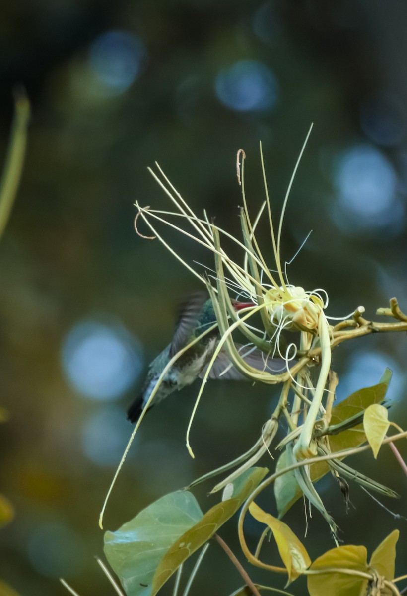 Glittering-throated Emerald - ML645717566