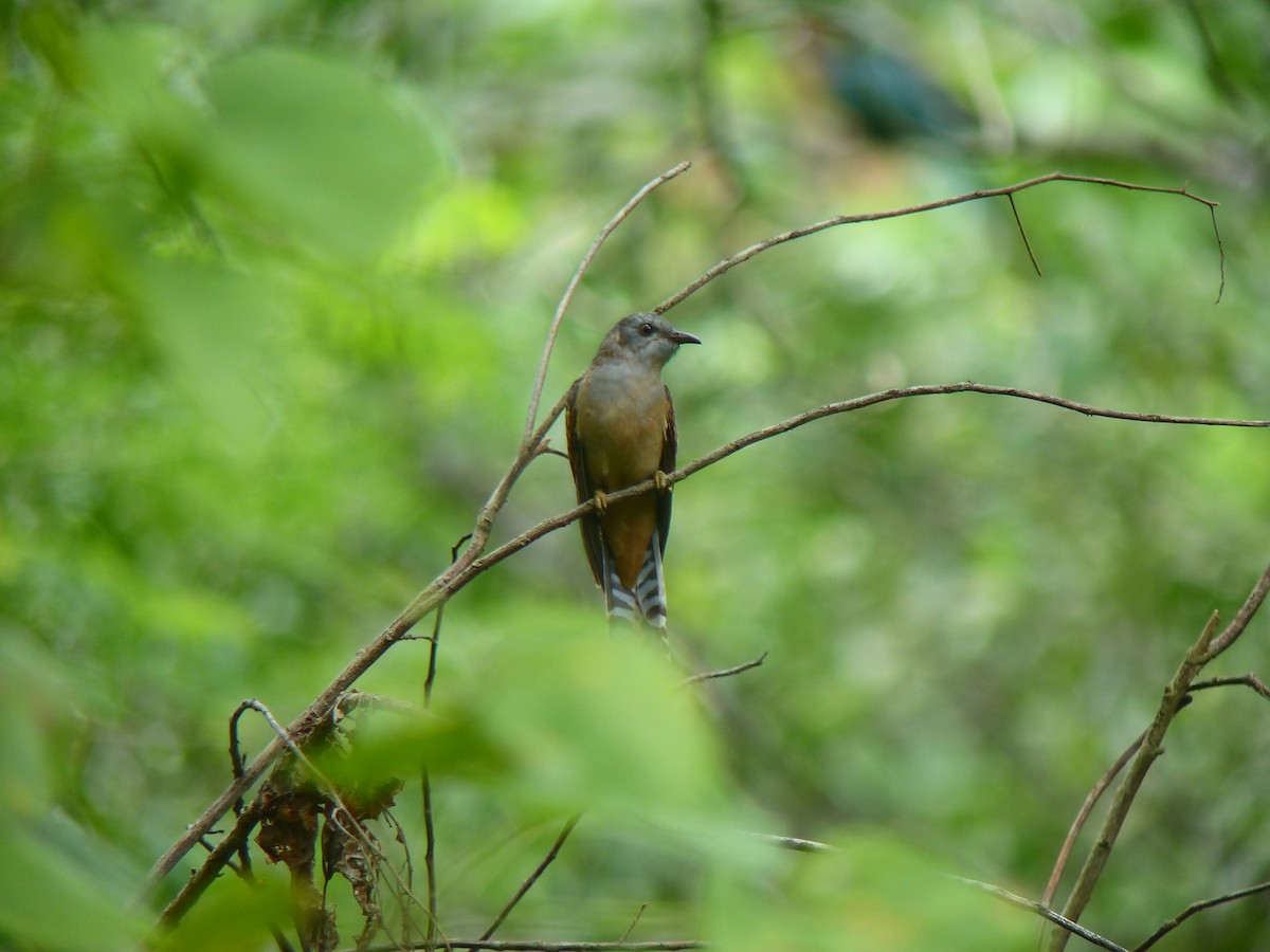 Plaintive Cuckoo - ML645717568