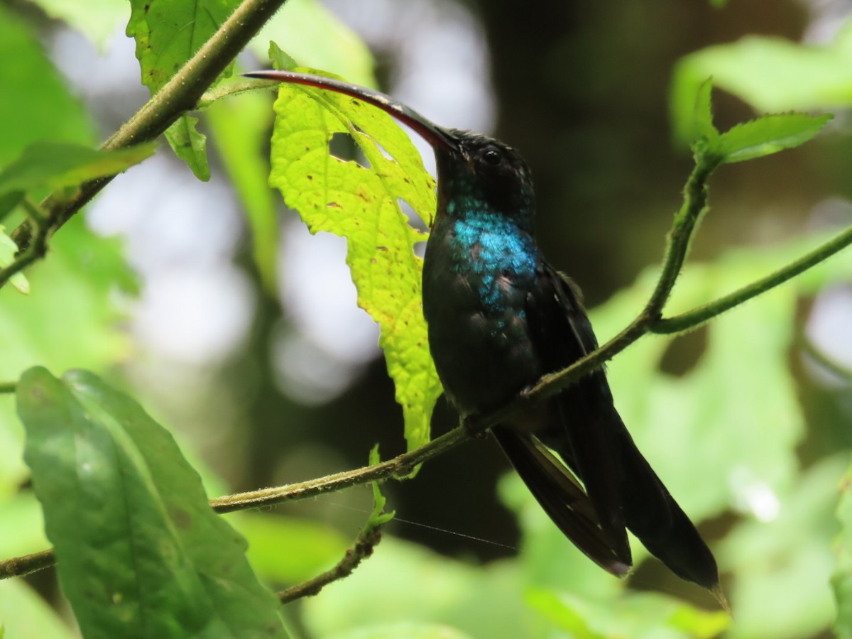 Green Hermit - ML645717579