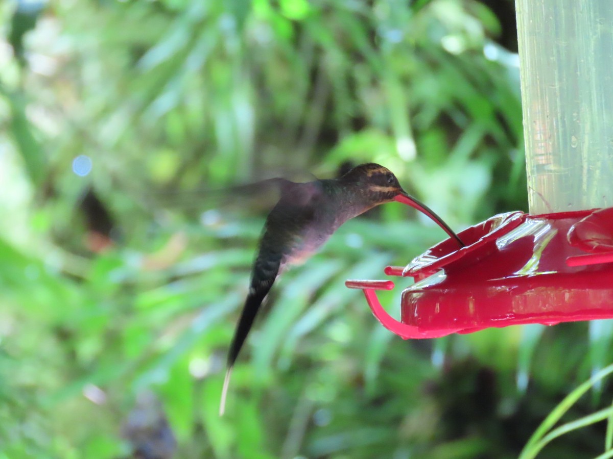 Green Hermit - ML645717580