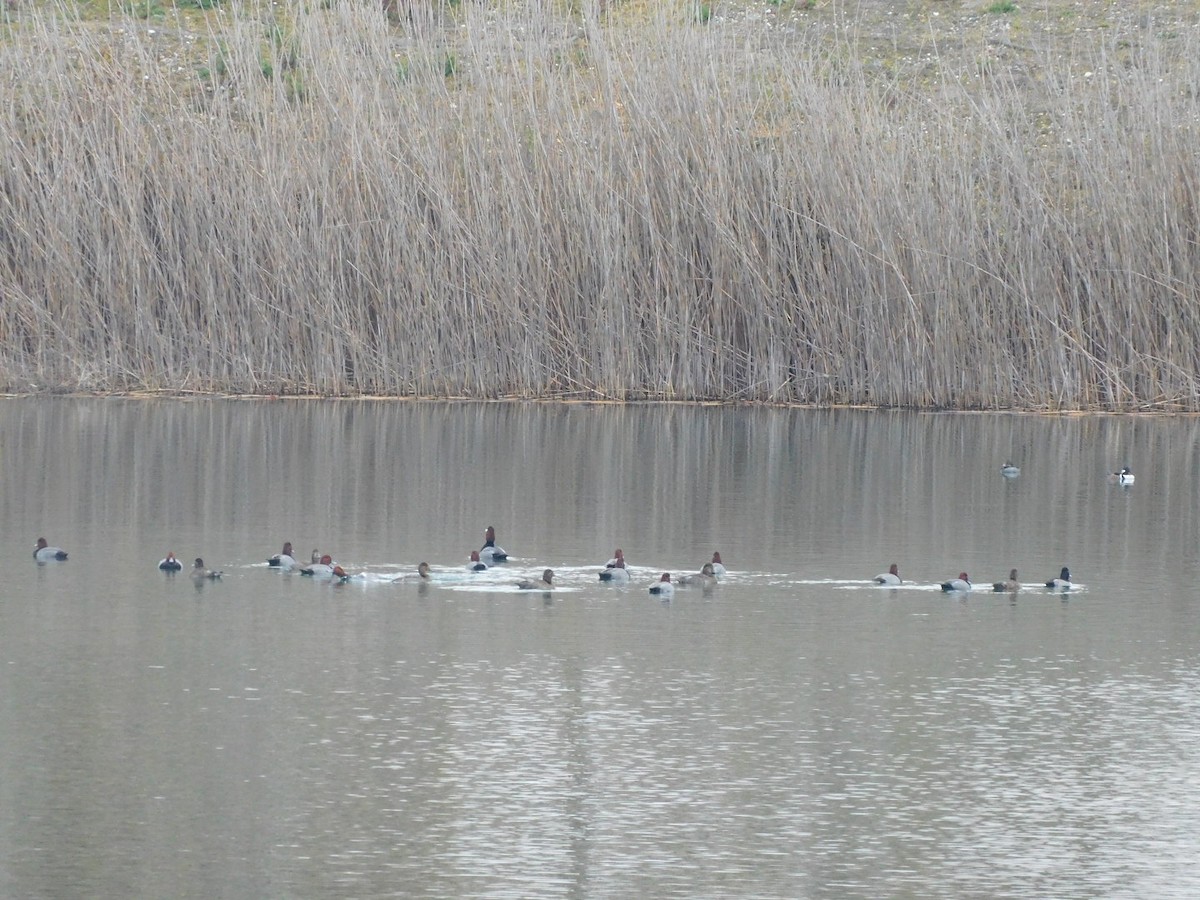 Redhead - ML645717582