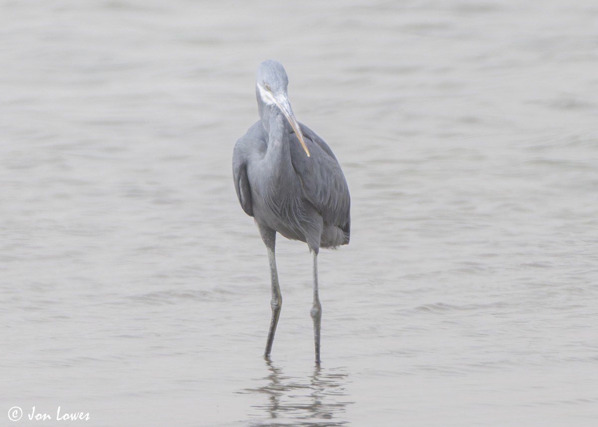Aigrette à gorge blanche (schistacea) - ML645717587