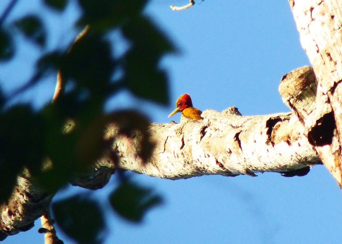 Red-headed Flameback - ML645717601