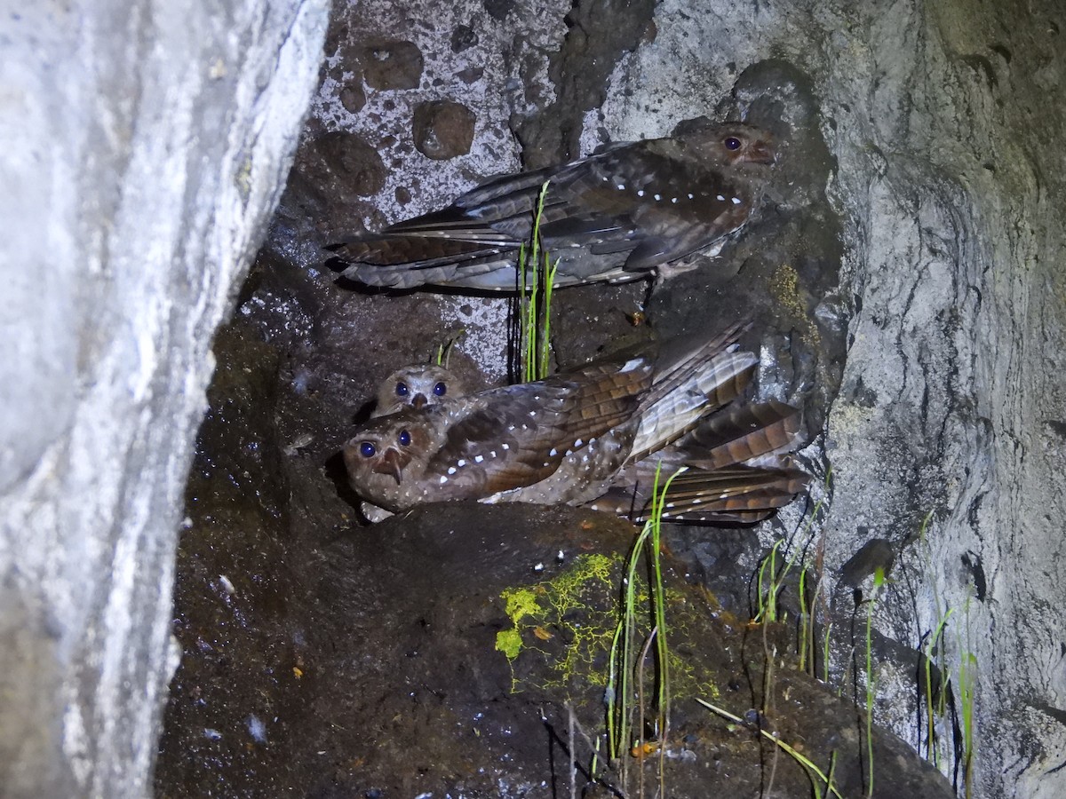 Oilbird - ML645717603