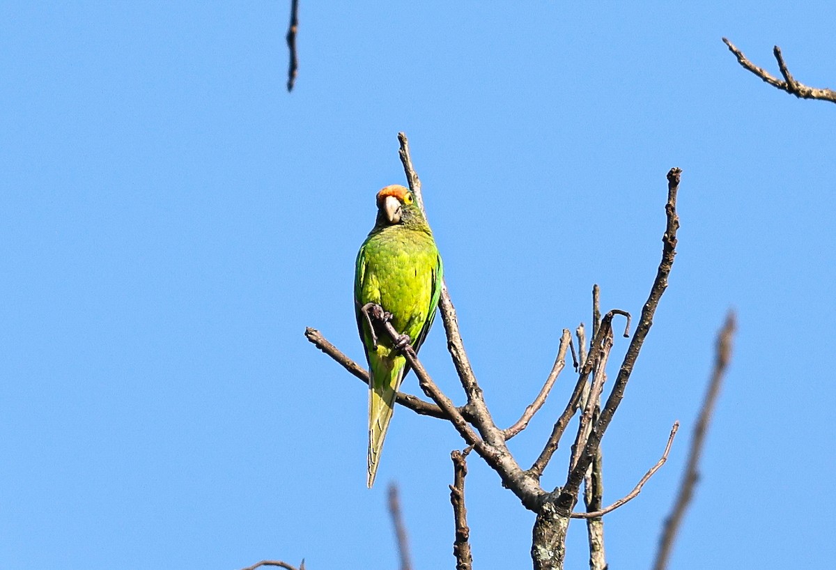 Orange-fronted Parakeet - ML645717606