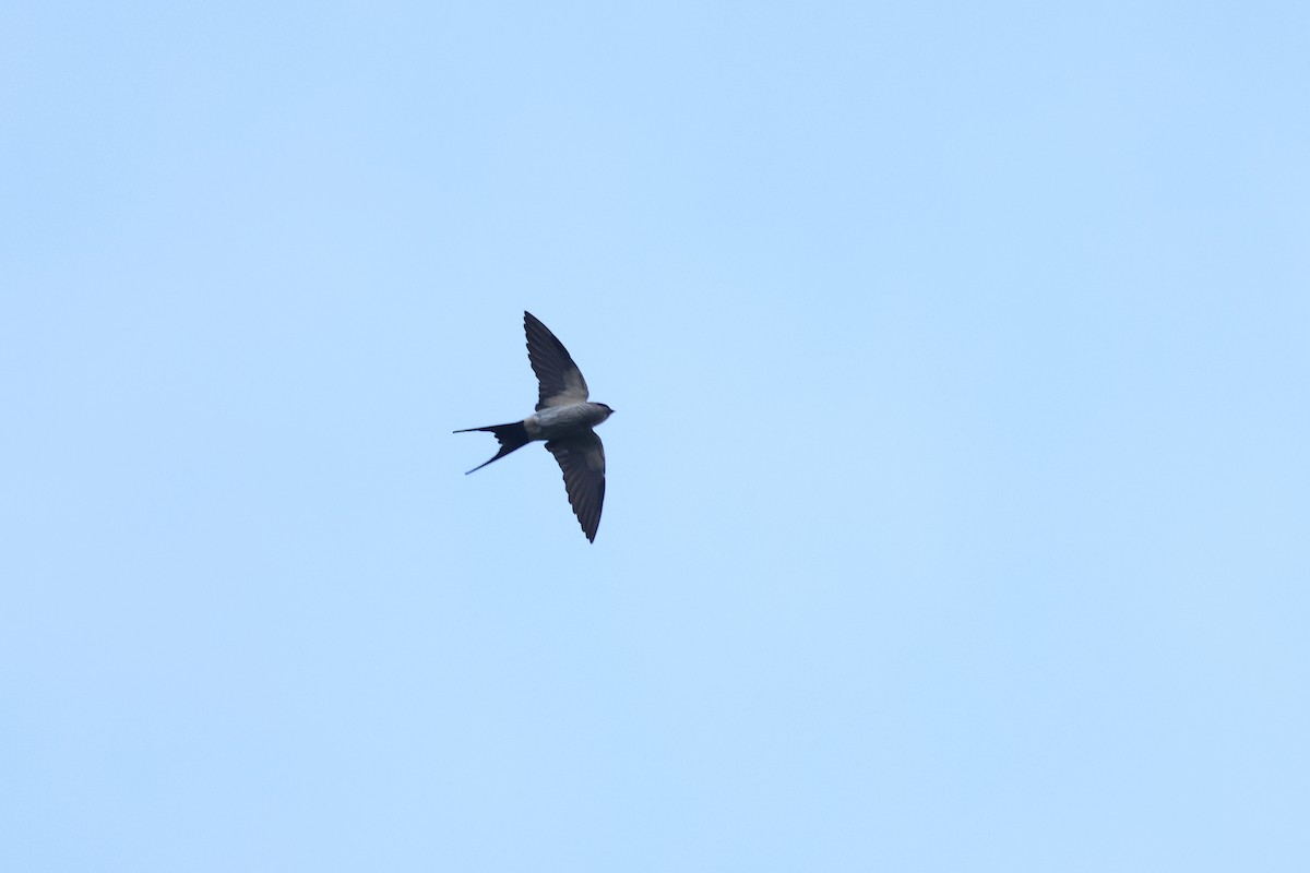 Eastern Red-rumped Swallow - ML645717617