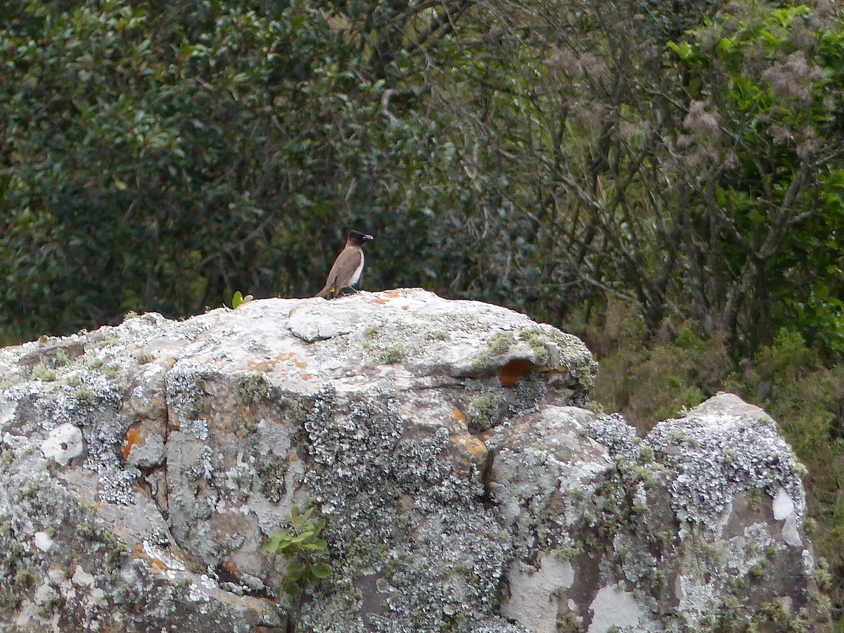 Common Bulbul - ML645717618