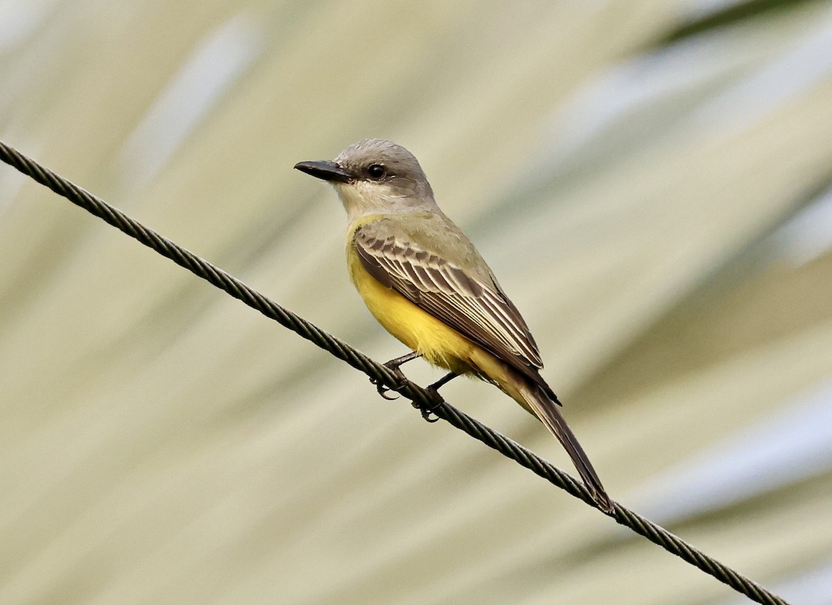 Tropical Kingbird - ML645717621