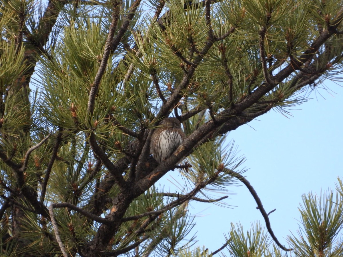 Northern Pygmy-Owl - ML645717642