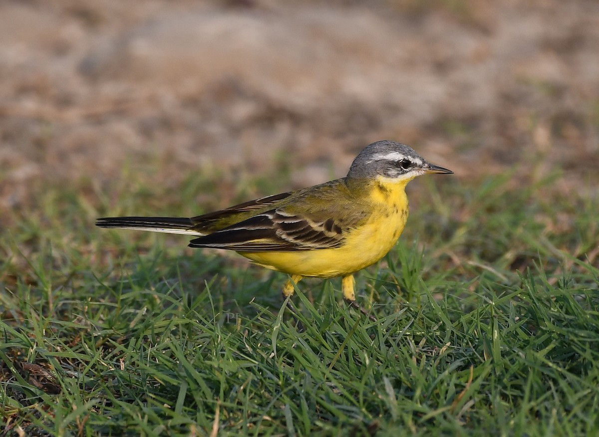 Өрнийн/Дорнын шар цэгцгий - ML645717647