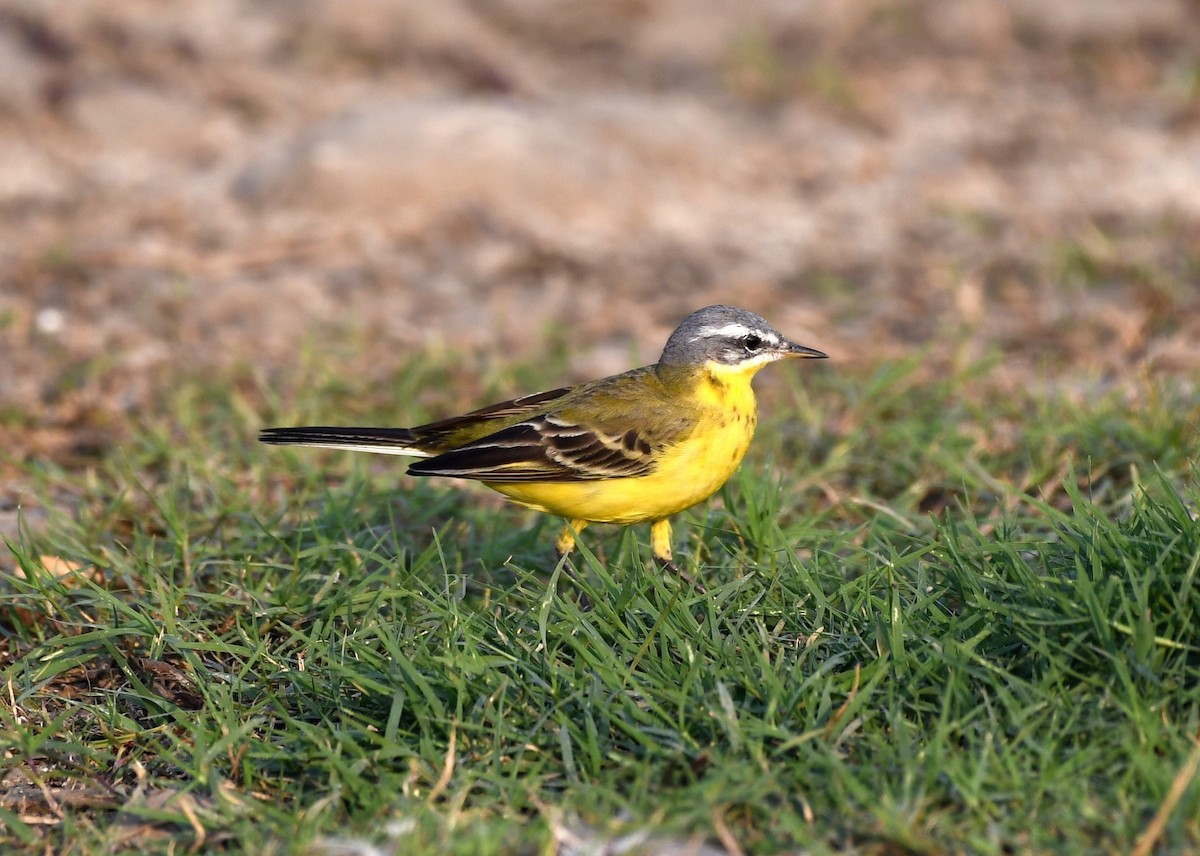 Өрнийн/Дорнын шар цэгцгий - ML645717648