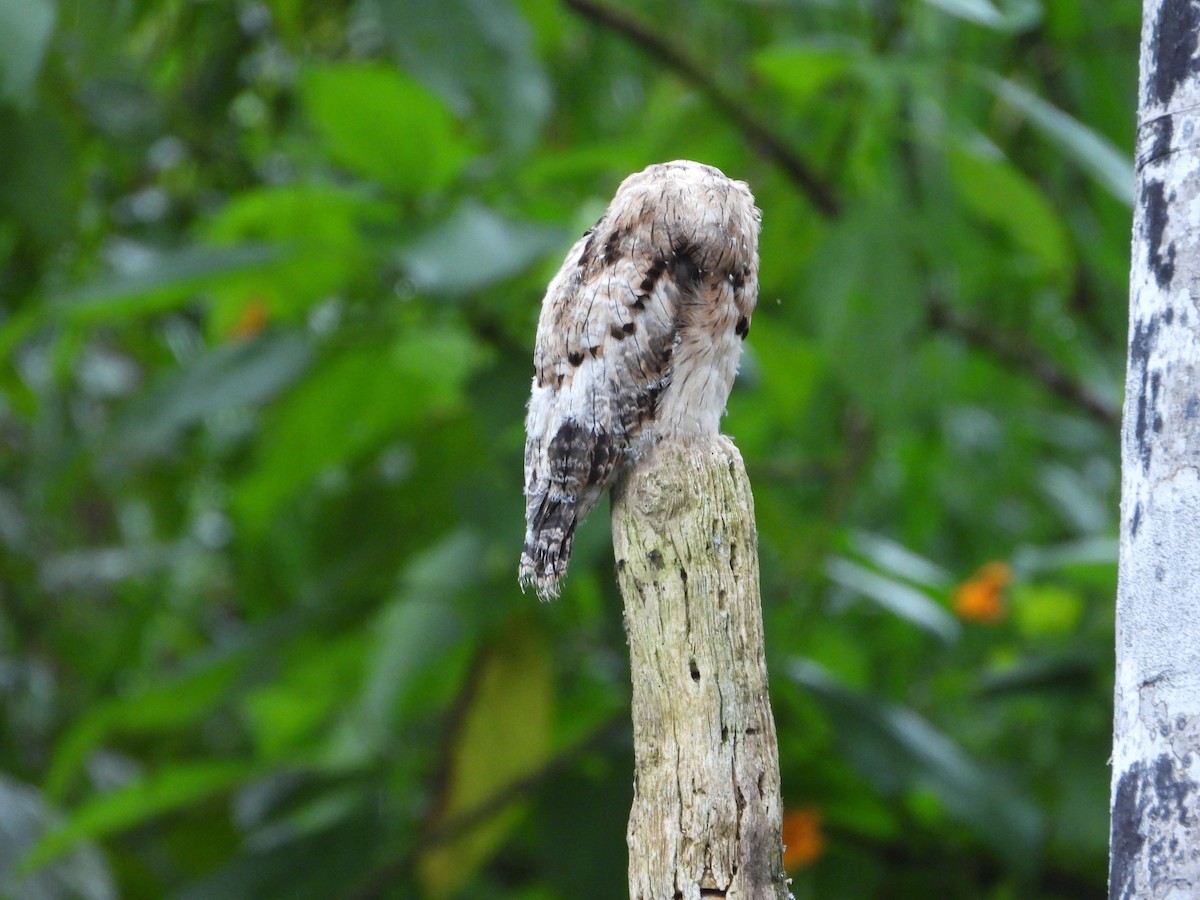Common Potoo - ML645717649