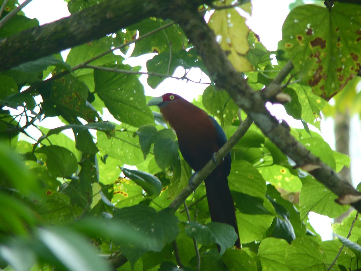 Chestnut-breasted Malkoha - ML645717663
