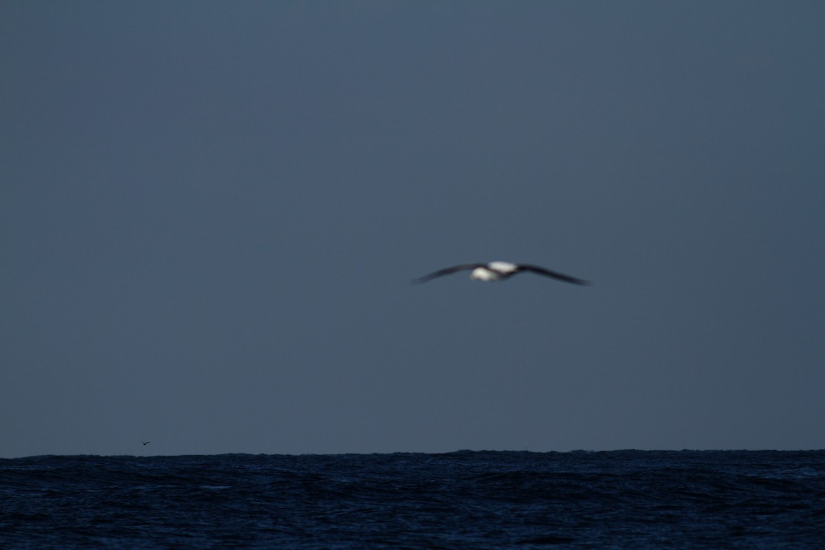 Masked Booby - ML645717664