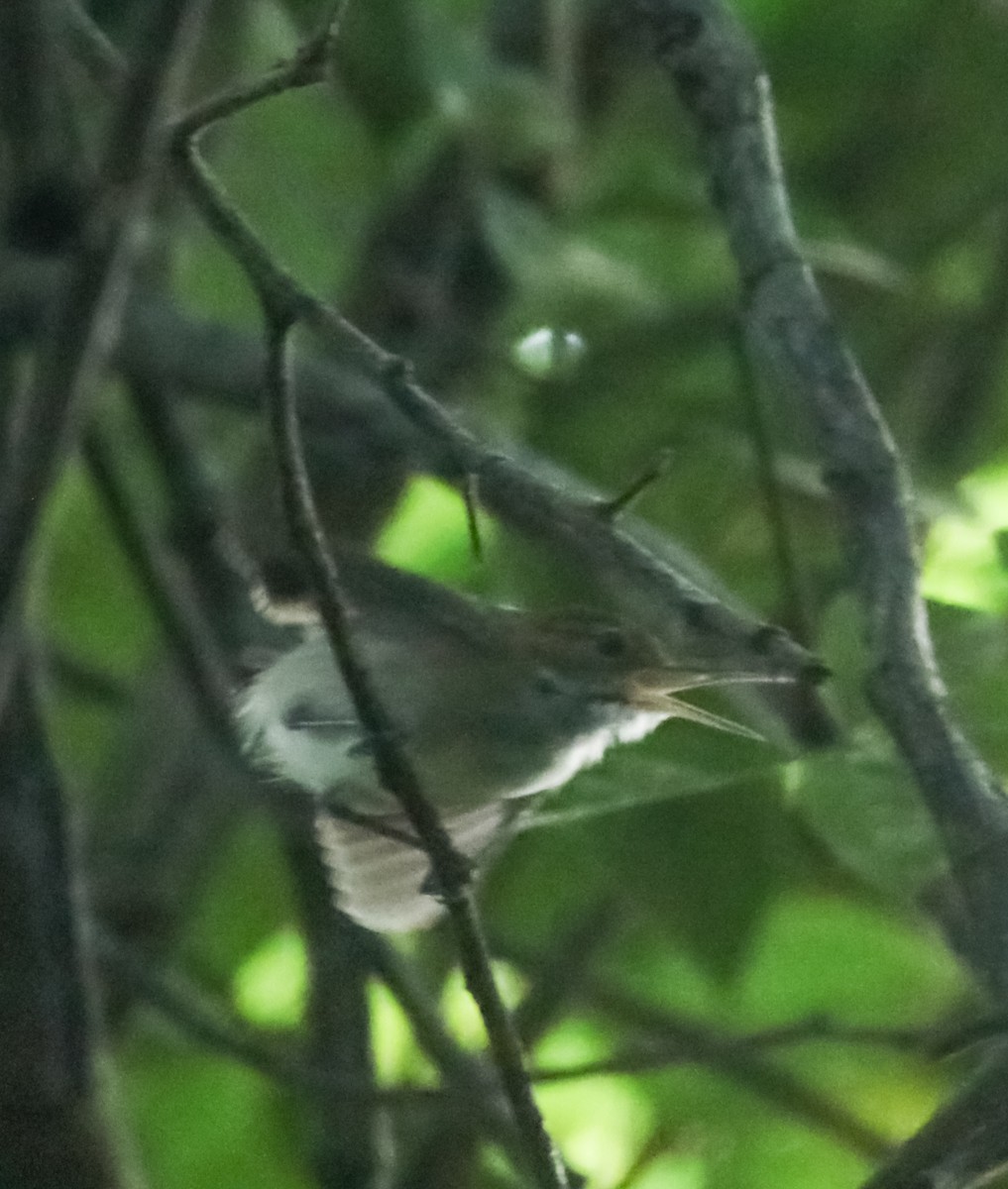 Long-billed Gnatwren - ML645717674