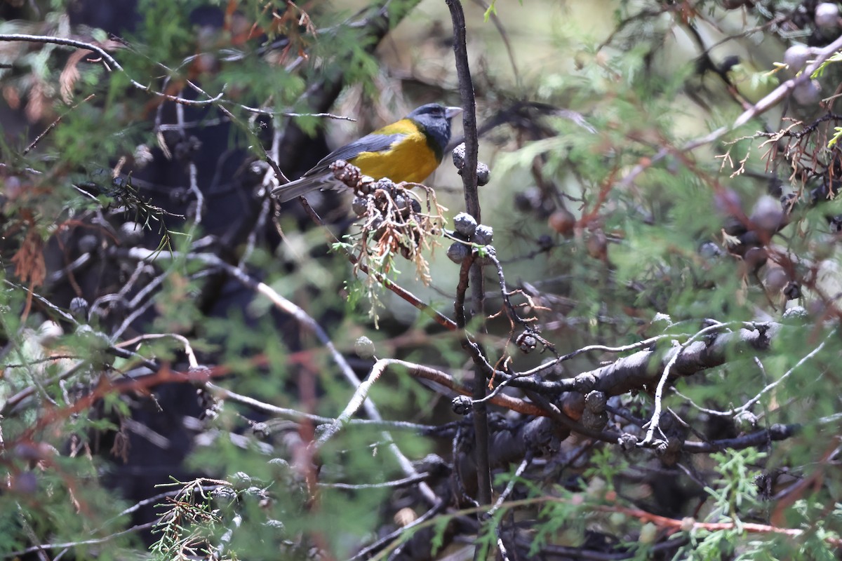 Peru And İspinozu - ML645717675