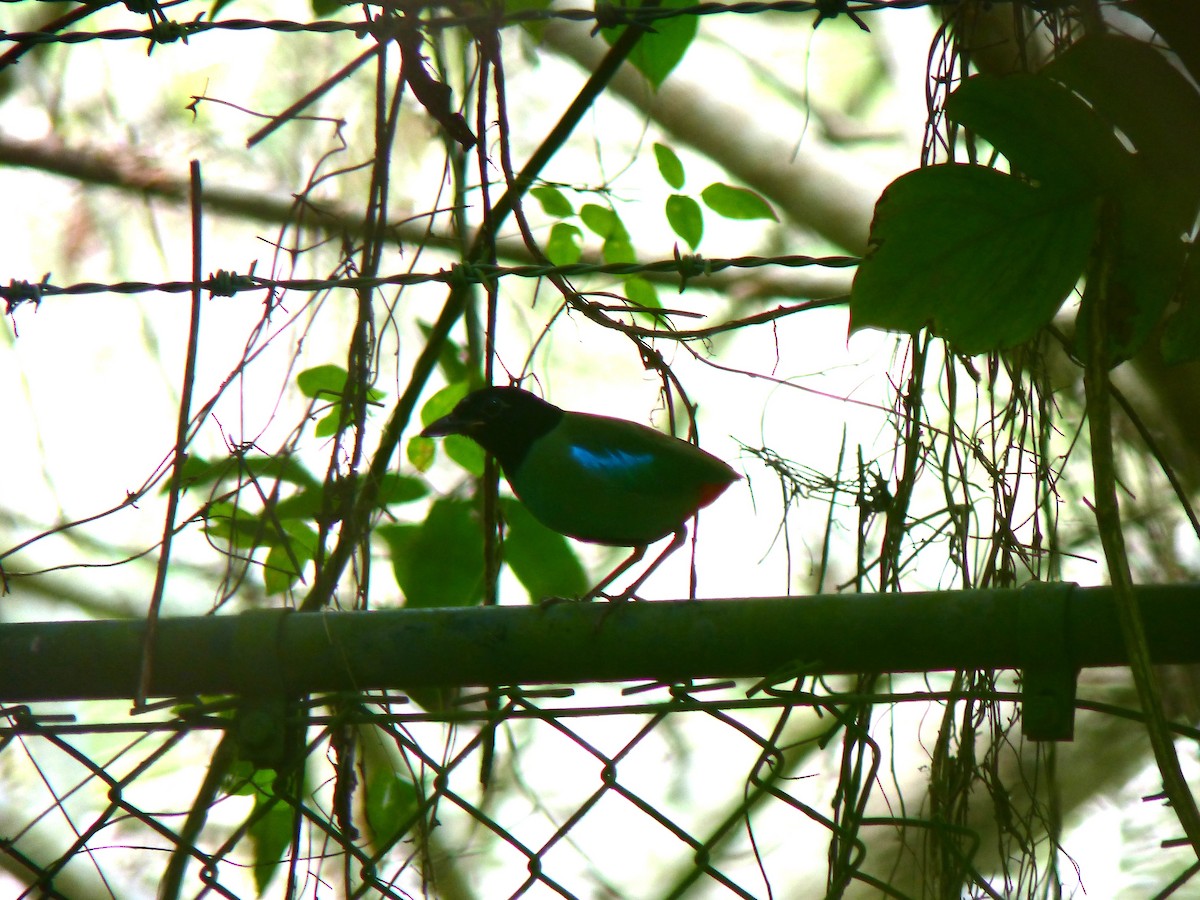 Western Hooded Pitta - ML645717684