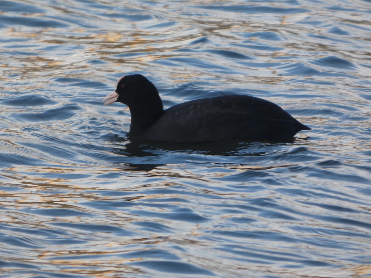 lyska černá - ML645717686