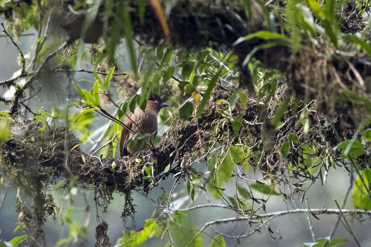 Striated Laughingthrush - ML645717693