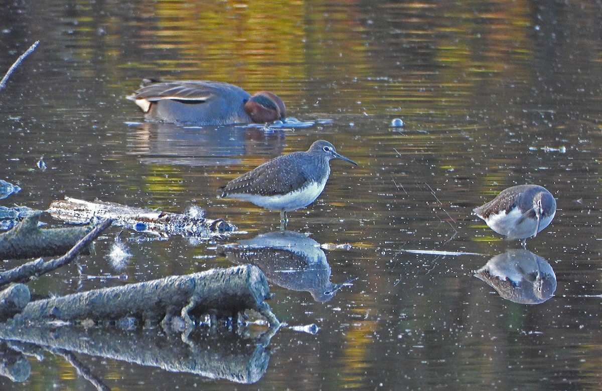 Green Sandpiper - ML645717694