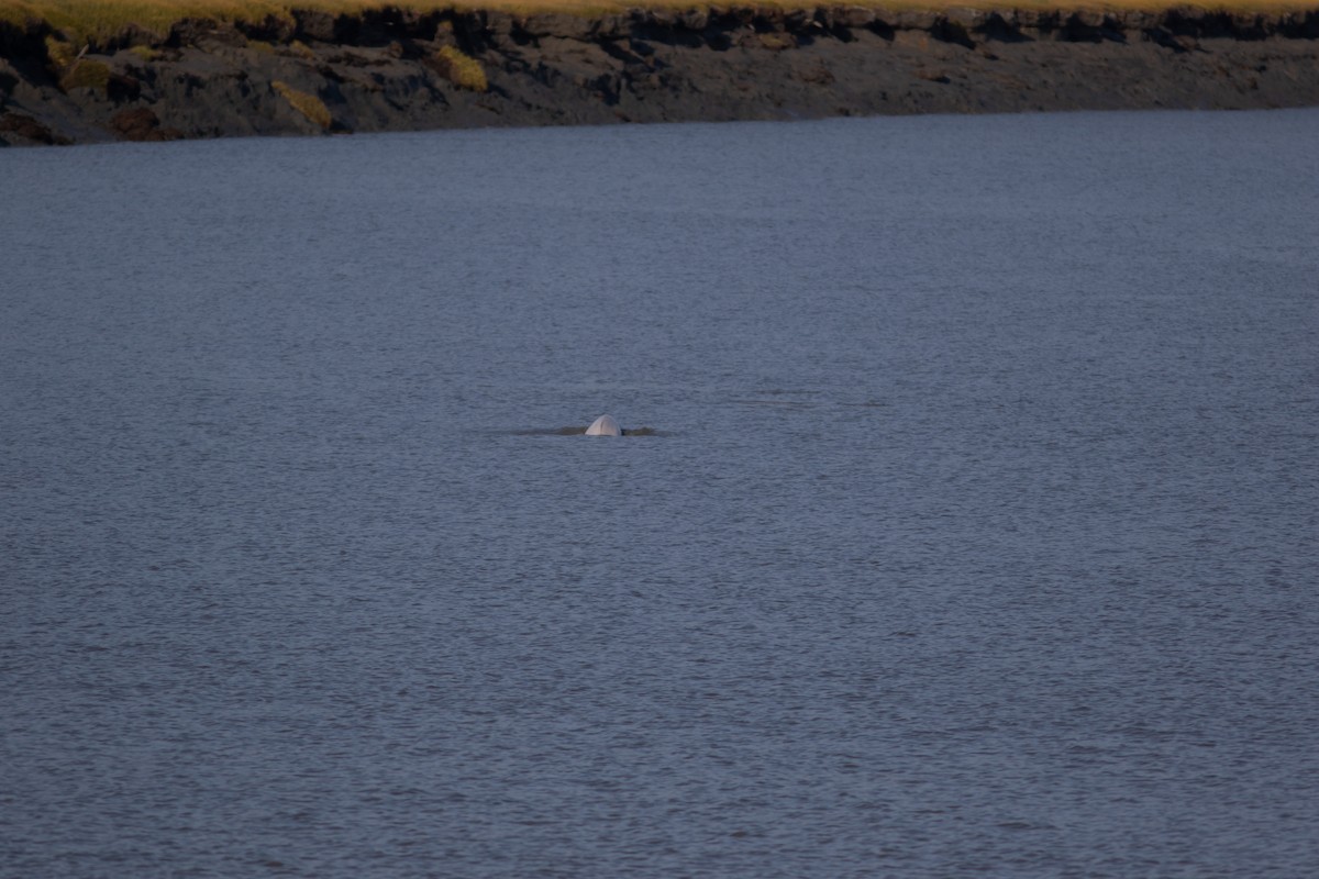 Beluga - ML645717695