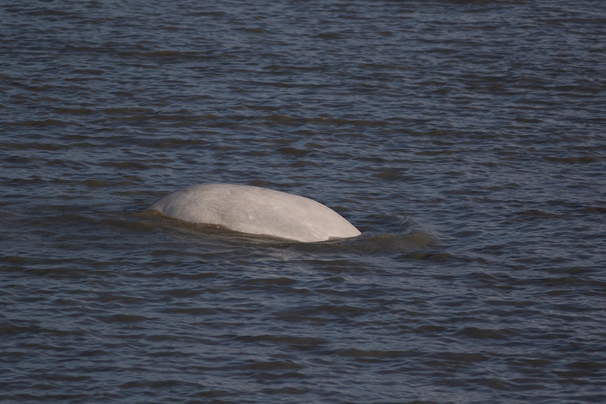 Beluga - ML645717696