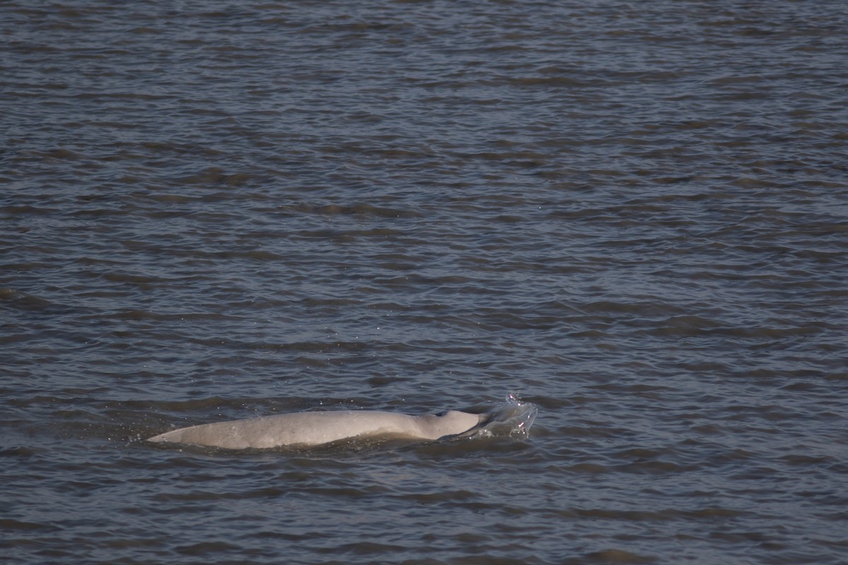 Beluga - ML645717697