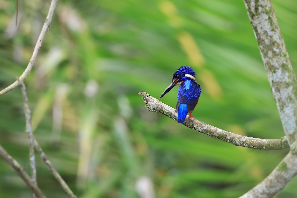 Meninting Yalıçapkını - ML645717700