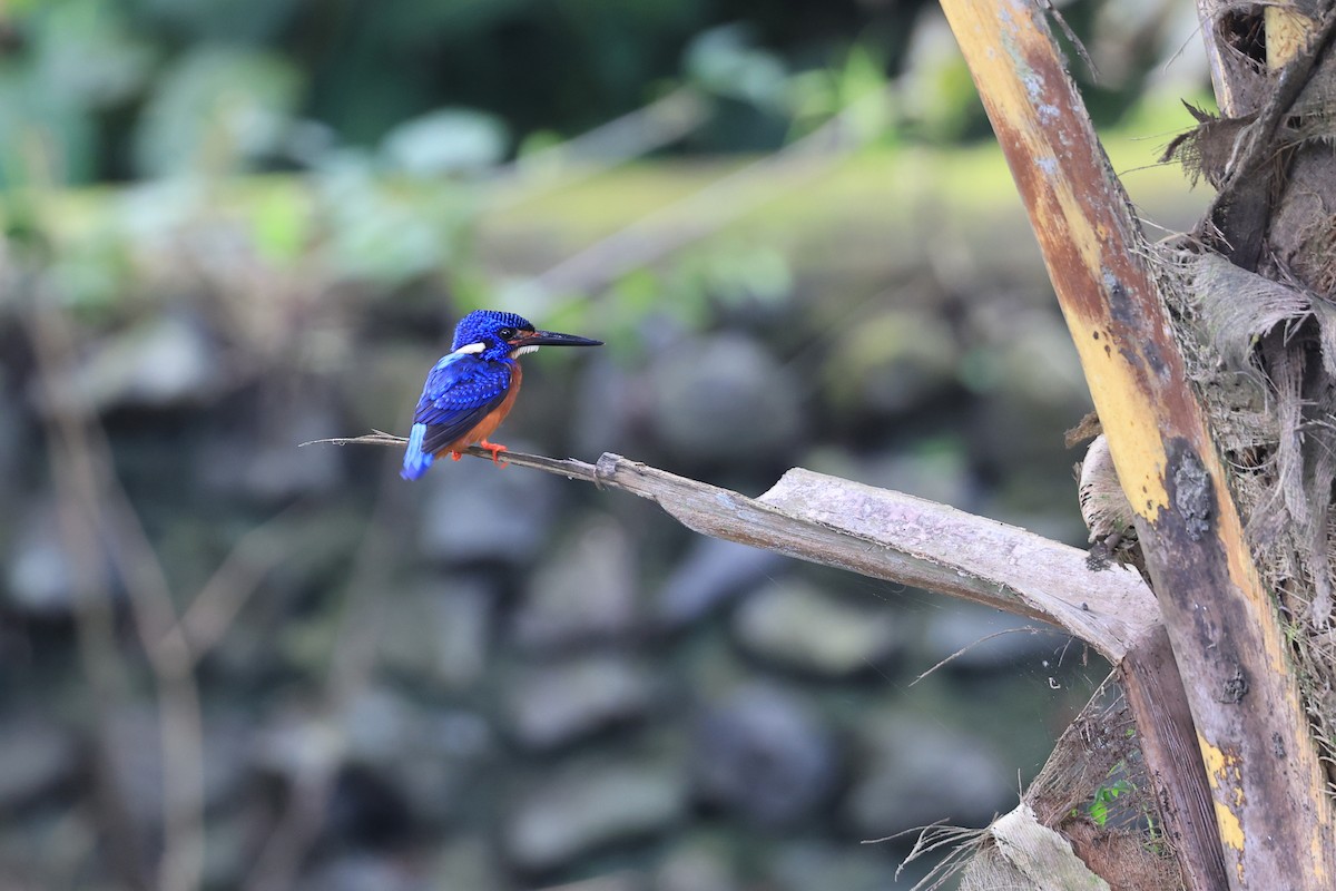 Meninting Yalıçapkını - ML645717701