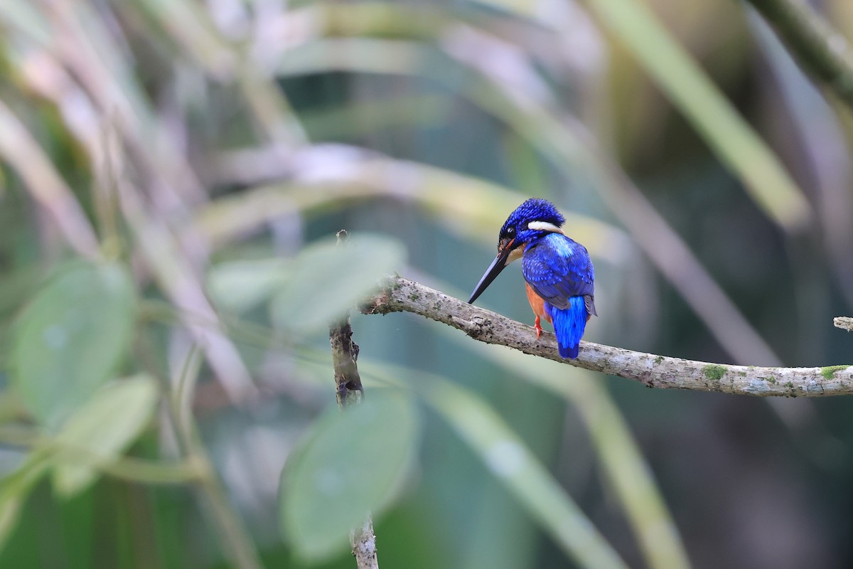 Meninting Yalıçapkını - ML645717703