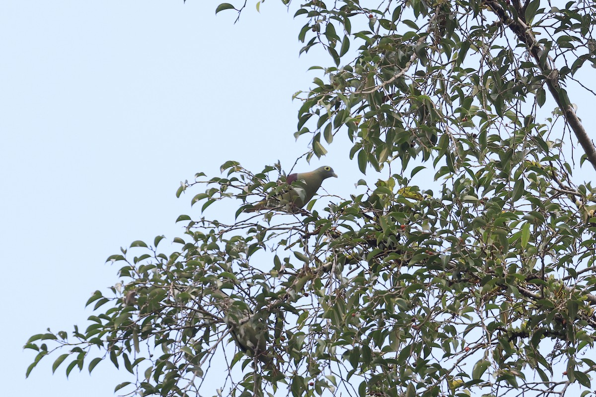 Gray-cheeked Green-Pigeon - ML645717716