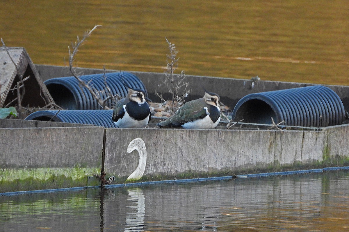 Northern Lapwing - ML645717717
