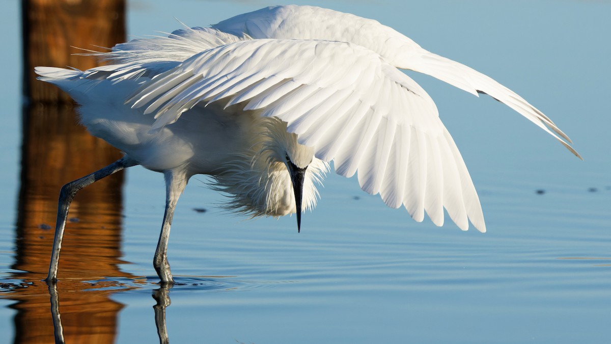 Reddish Egret - ML645717718