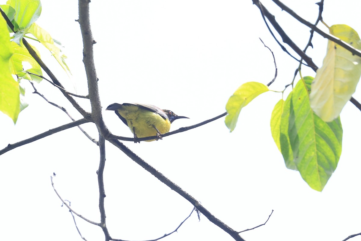 Brown-throated Sunbird - ML645717722