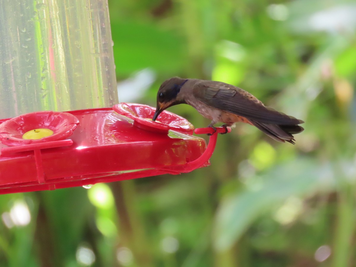 Brown Violetear - ML645717730