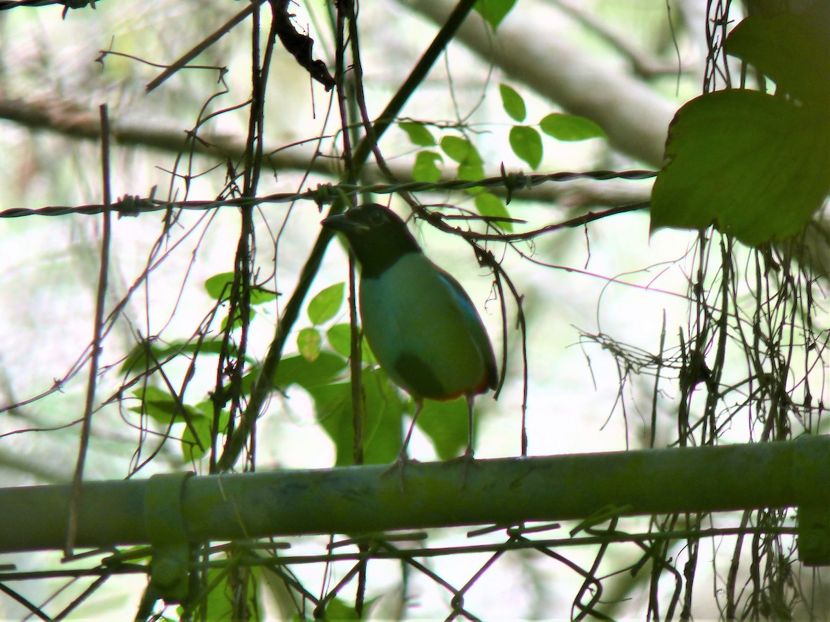 Western Hooded Pitta - ML645717731
