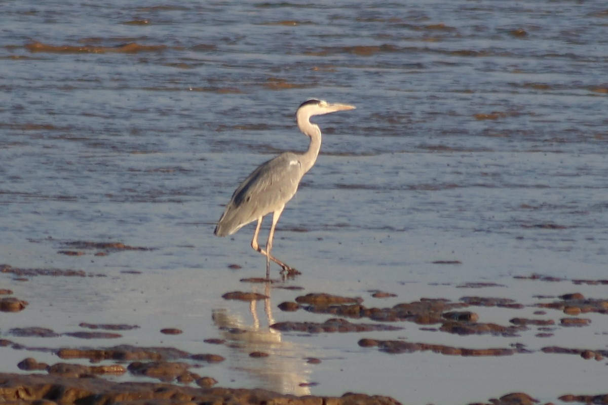 Gray Heron - ML645717733