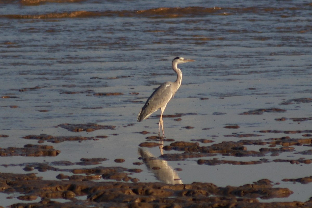 Gray Heron - ML645717734