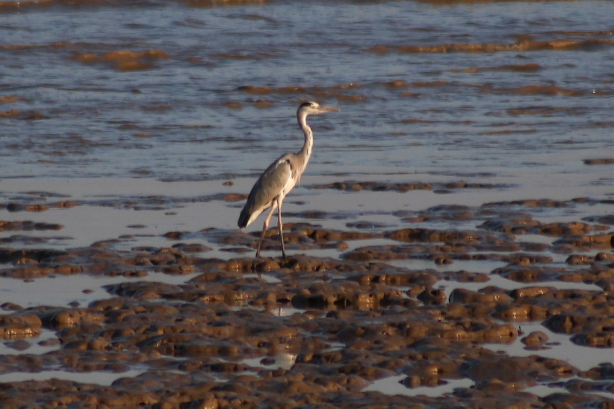 Gray Heron - ML645717735