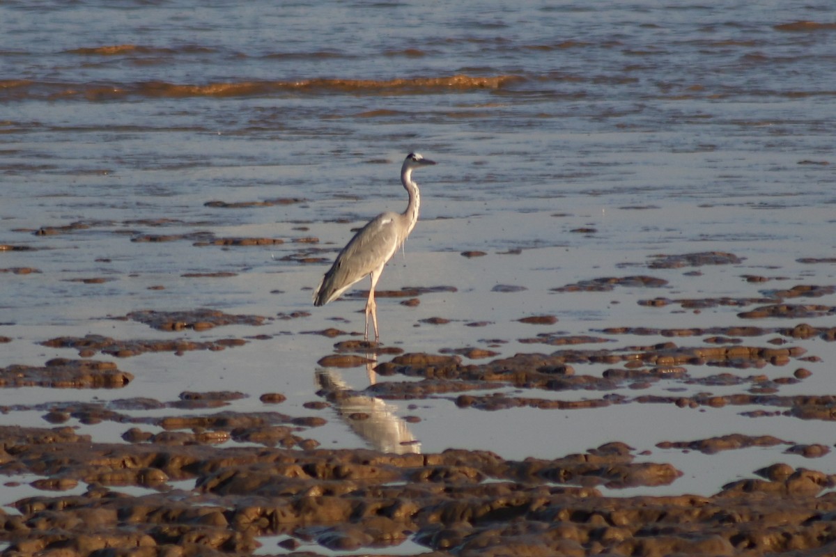 Gray Heron - ML645717736