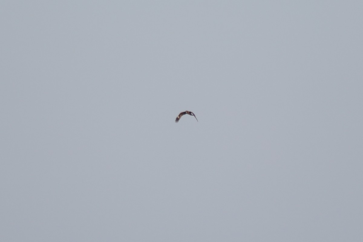 Black Kite - ML645717740