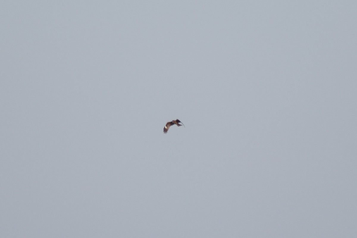 Black Kite - ML645717741