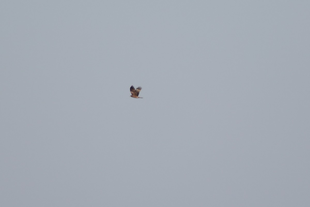 Black Kite - ML645717742