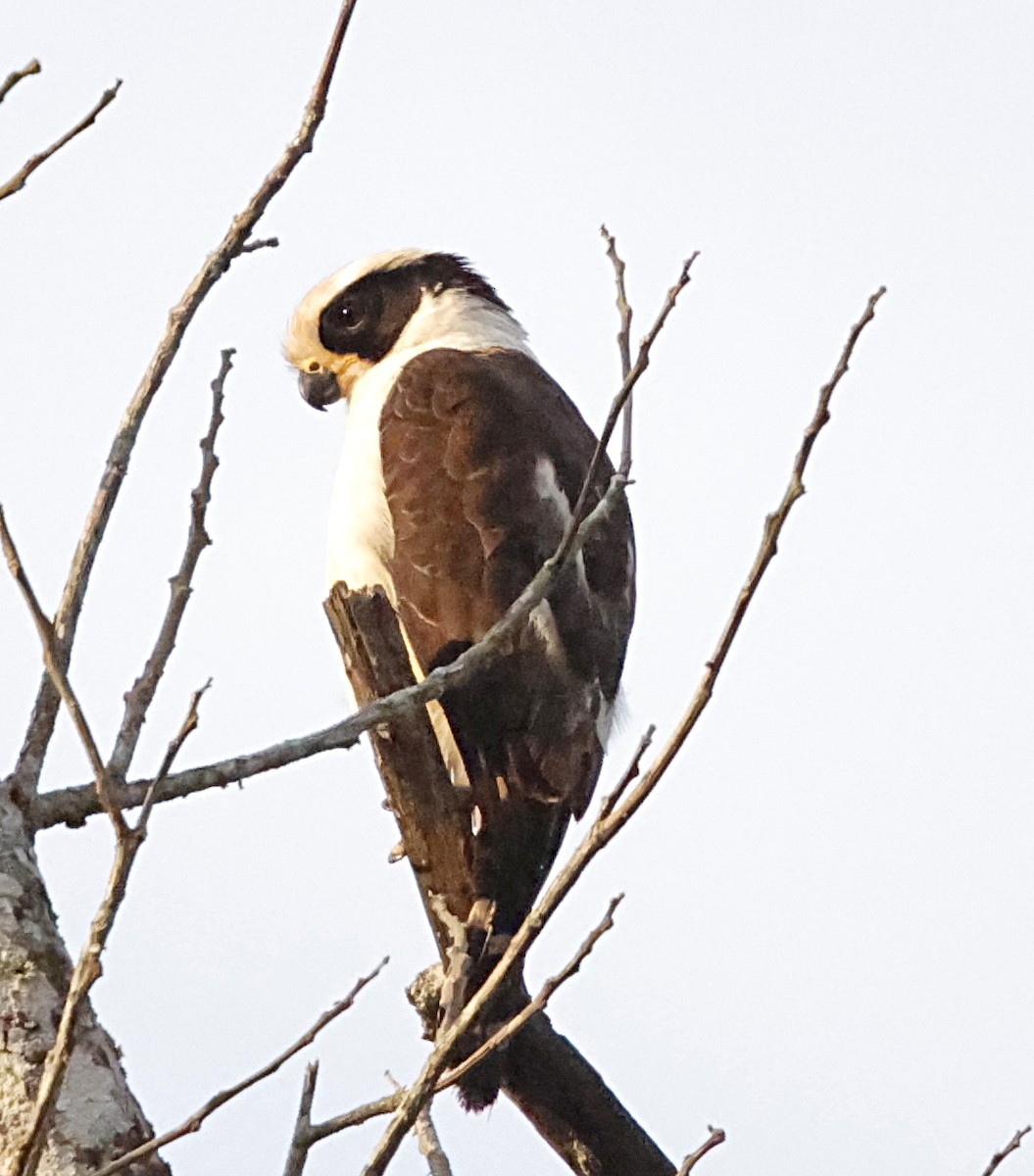 sokolec volavý - ML645717744