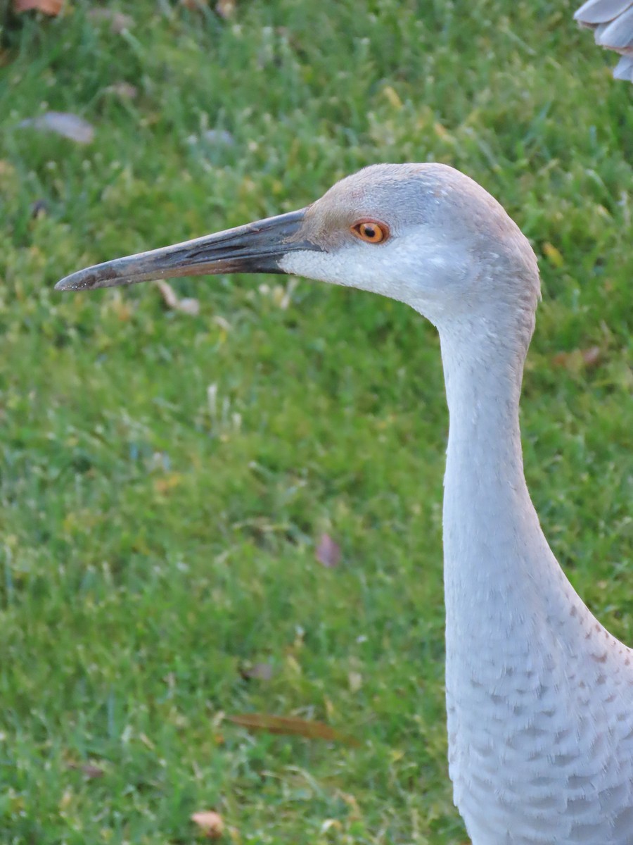 jeřáb kanadský - ML645717745