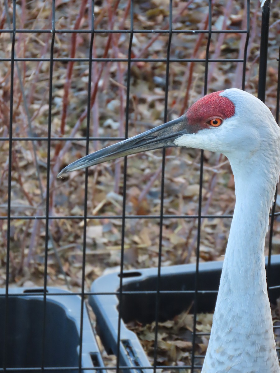 jeřáb kanadský - ML645717746