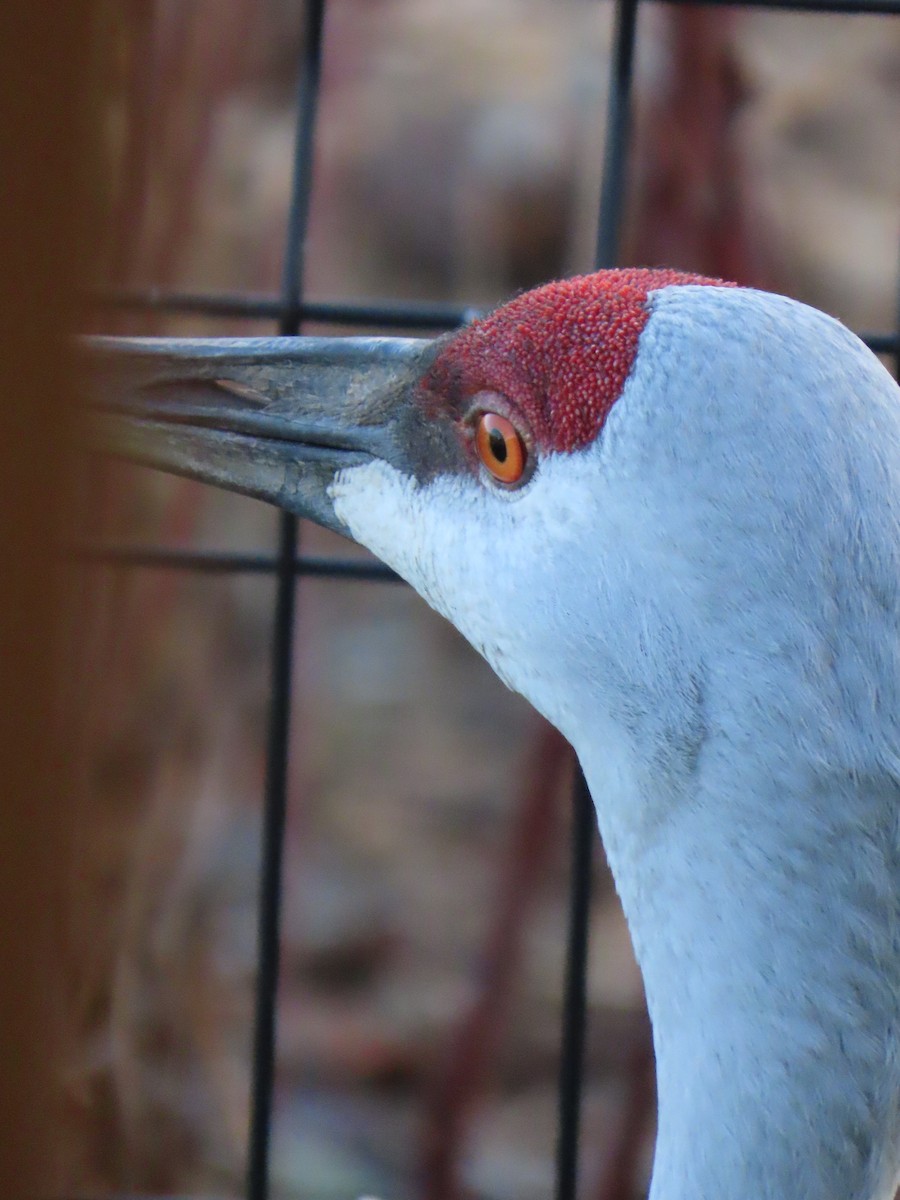 jeřáb kanadský - ML645717747